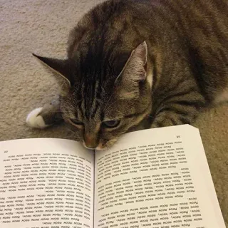 📚 chat, lecture, livre, animal, chat domestique, chat tigré, félin telegram sticker