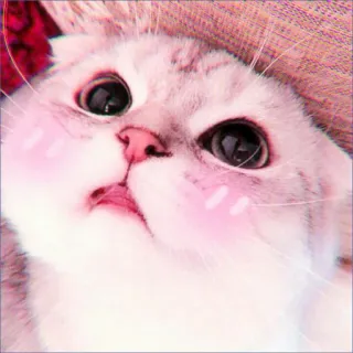 🍓 gato, animal, gatito, lindo, mascota, gato doméstico telegram sticker