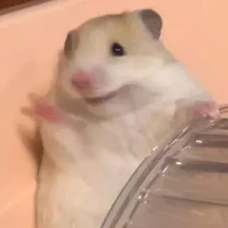🤗 hamster, rongeur, animal, mignon, animal de compagnie, salut telegram sticker