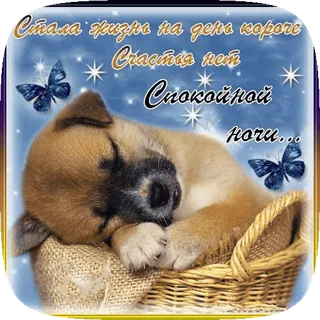 🥲 Самая добрая на свете ночи! Спокойной ночи! puppy, sleeping, good night, basket, butterfly, cute, starlight telegram sticker