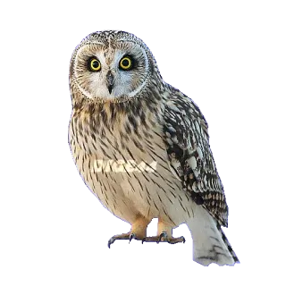 🦉 owl, bird, animal, wildlife, nature telegram sticker