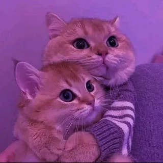 ❤️ gatos, lindo, animales, gatitos, animales domésticos whatsapp sticker