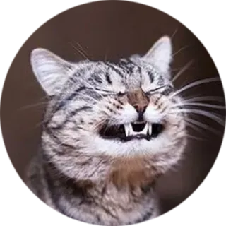 😁 gatto, divertente, meme, animale, animale domestico, ridere, felice whatsapp sticker