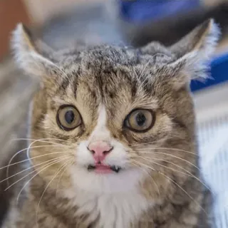 😧 gato, engraçado, animal, meme, assustado, chocado, animal de estimação whatsapp sticker