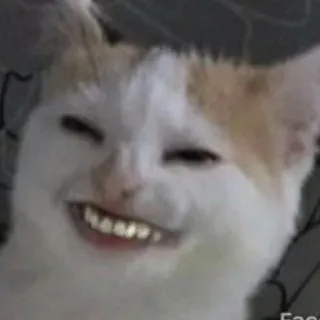 😂 gatto, meme, divertente, animale, denti, faccia telegram sticker