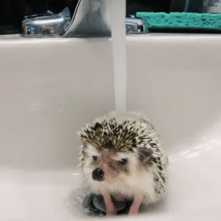 🦔 Riccio, Animale, Carino, Lavandino, Acqua whatsapp sticker