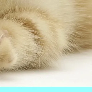 🥰 gato, gatinho, pelo, animal, animal de estimação whatsapp sticker