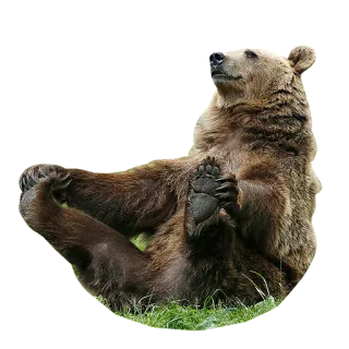 😎 bear, animal, wildlife, mammal, brown bear, sitting telegram sticker