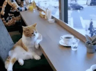 ☕ gato, café, cafetería, ventana, mascota, animal telegram sticker