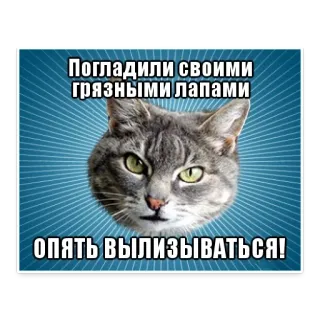 😐 Погладили своими грязными лапами
ОПЯТЬ ВЫЛИЗЫВАТЬСЯ! gato, meme, ruso, animal, mascota, gracioso telegram sticker