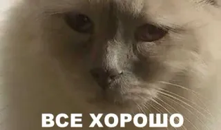🤐 ВСЕ ХОРОШО telegram sticker
