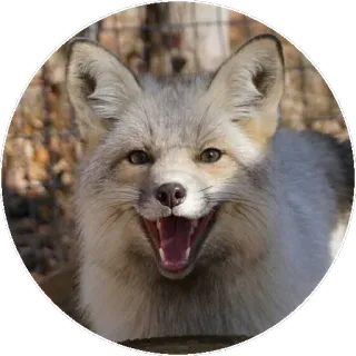 🦊 Fuchs, Tier, Wildtier, niedlich, Säugetier telegram sticker