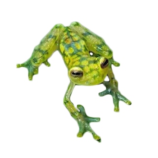 🐸 カエル, 動物, 野生動物, 自然, 両生類, ガラスガエル telegram sticker