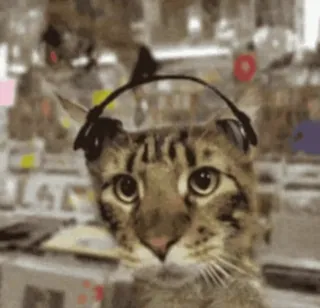 🎧 gatto, cuffie, musica, animale, animale domestico telegram sticker