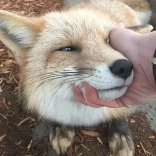 🦊 whatsapp sticker