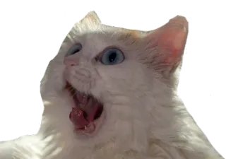 😱 кошка, животное, зевок, питомец, белый кот, открытый рот whatsapp sticker