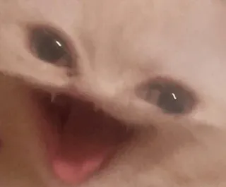 😀 cat telegram sticker