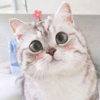 💖 gatto, gattino, carino, animale, animale domestico, fiore telegram sticker