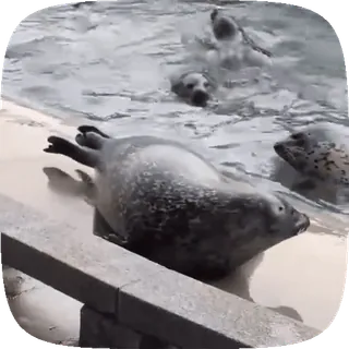 🦭 foka, zwierzęta, dzika przyroda, ocean, pływanie, natura telegram sticker