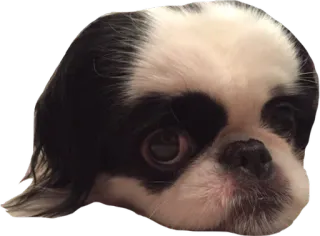 😔 dog, puppy, pet, animal, cute telegram sticker