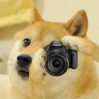 📸 Doge doge, perro, cámara, meme, animal, fotografía telegram sticker