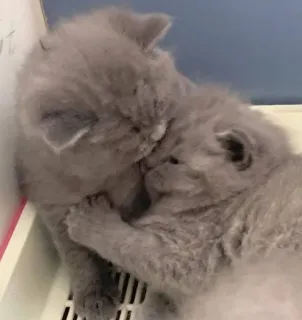 💘 Katze, Kätzchen, süß, Tiere, Haustier, häuslich, liebevoll telegram sticker