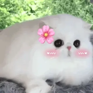 🐱 kucing, imut, bunga, kawaii, hewan peliharaan, hewan, stiker telegram sticker