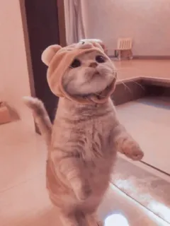 🐱 고양이, 동물, 귀여운, 애완 동물, 후드티, 집고양이 telegram sticker