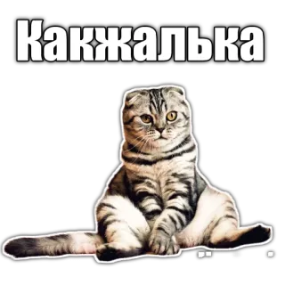 😫 Какажалька cat, sticker, animal, funny, cute telegram sticker