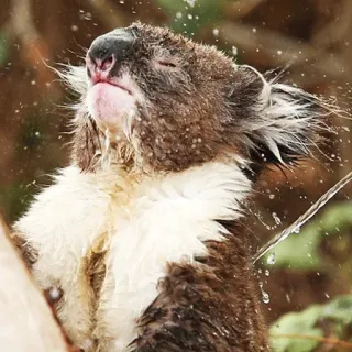 🐨 koala, animal, wildlife, australia, cute, mammal, marsupial, nature telegram sticker