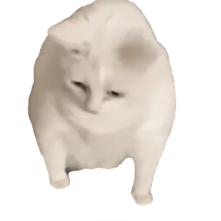 🤮 kucing, putih, berjalan, hewan, meme whatsapp sticker