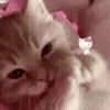 🐱