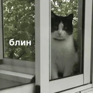 котеки @avekovalenko telegram stickers