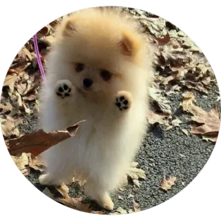 🤗 dog, cute, pomeranian, puppy, animal, pet telegram sticker