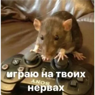 ты крыса telegram stickers
