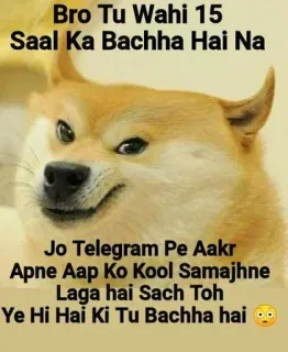 😒 Doge Doge Meme Bro Tu Wahi 15 Saal Ka Bachha Hai Na Jo Telegram Pe Aakr Apne Aap Ko Kool Samajhne Laga hai Sach Toh Ye Hi Hai Ki Tu Bachha hai doge, meme, funny, sarcastic, telegram, shiba inu, roast telegram sticker
