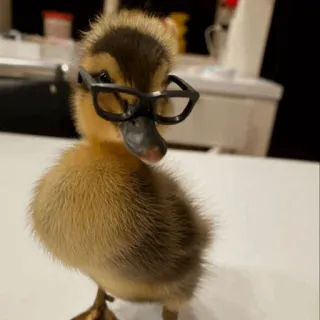 🤓 pato, patinho, óculos, fofo, animal telegram sticker