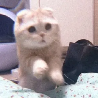 😧 kucing, anak kucing, lucu, hewan, hewan peliharaan, Scottish Fold telegram sticker