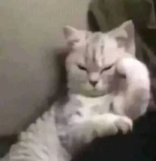 🕯 cat, meme, funny, pet, cute, animal whatsapp sticker