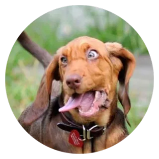 🙃 Hund, lustig, Tier, aufgeregt, süß, Haustier telegram sticker