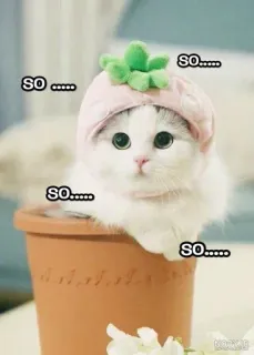 😐 SO..... kucing, imut, anak kucing, binatang, hewan peliharaan, topi telegram sticker