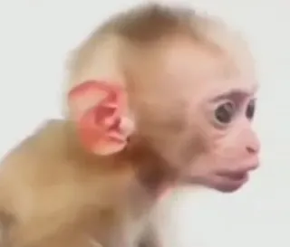 🤨 aap, mensaap, apenbaby, dier, wilde dieren, primaat whatsapp sticker