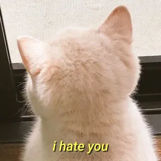 💛 i hate you gato, animal de estimação, ódio, meme, animal telegram sticker
