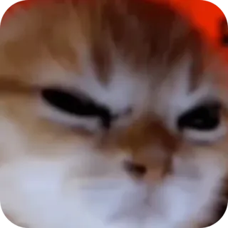 🐱 gatto, meme, divertente, animale, animale domestico, scontroso telegram sticker