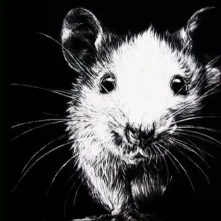 🐭 chuột, động vật, gặm nhấm, trắng đen, nhãn dán telegram sticker