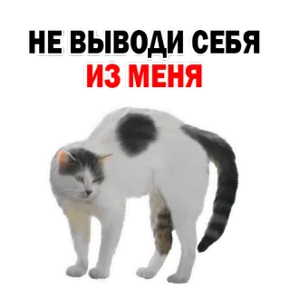 😔 НЕ ВЫВОДИ СЕБЯ ИЗ МЕНЯ gato, engraçado, sticker, russo, animal, humor whatsapp sticker