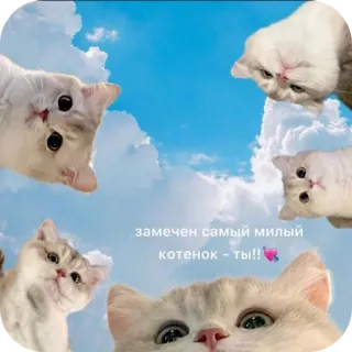 🐱 замечен самый милый котенок - ты!! 猫, 子猫, かわいい, 空, 雲 telegram sticker