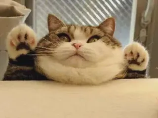 🐱 gato, animal, fofo, gatinho, animal de estimação, animal doméstico, mamífero whatsapp sticker