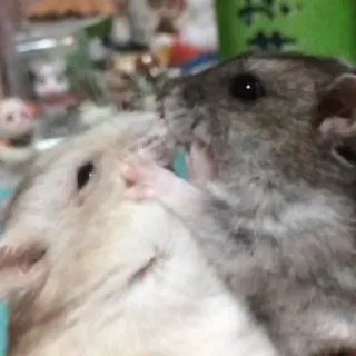 😠 hamster, rongeur, animal de compagnie, mignon, animal, mammifère, petit animal, animal domestique telegram sticker