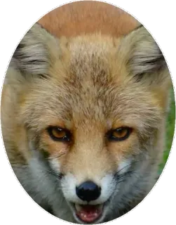 🦊 Fuchs, Tier, Wildtier, Porträt, Fauna, Wald telegram sticker